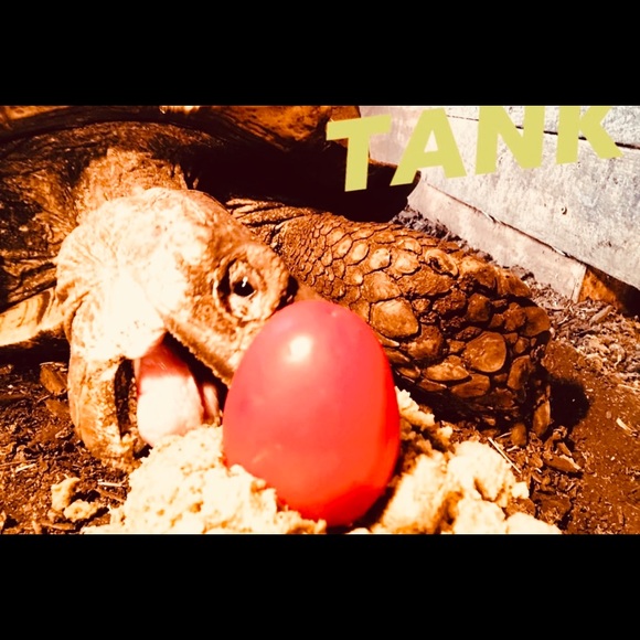 Meet your Posher, Dawn - Picture 9 of 16